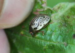 Calligrapha philadelphica