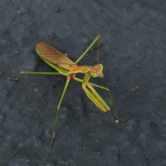 Tenodera angustipennis