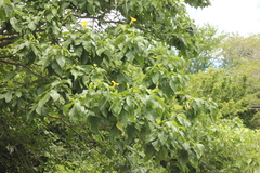 Tabernaemontana glabra