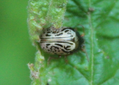 Calligrapha philadelphica