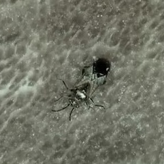 Rhyparochromus vulgaris