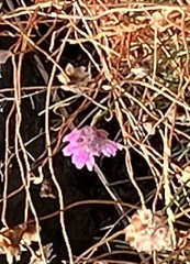 Armeria maritima