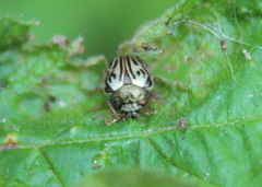 Calligrapha philadelphica