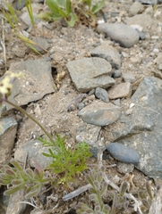 Glandularia sulphurea