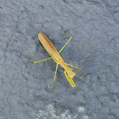 Tenodera angustipennis