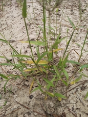 Digitaria sanguinalis