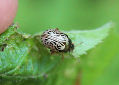 Calligrapha philadelphica
