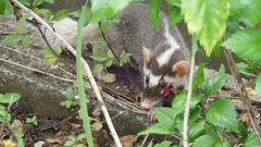 Melogale subaurantiaca