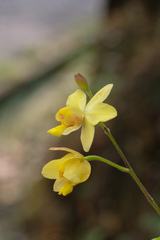 Spathoglottis pubescens