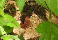Abisara bifasciata