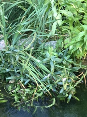 Physostegia virginiana