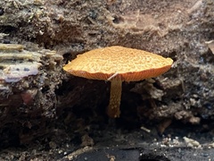 Flammulaster erinaceellus