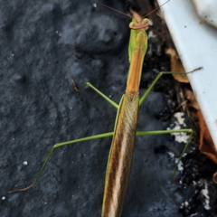 Tenodera angustipennis