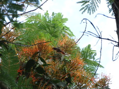 Psittacanthus schiedeanus