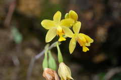 Spathoglottis pubescens