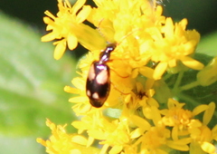 Lebia
