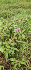 Melastoma malabathricum