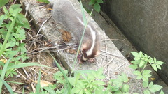 Melogale subaurantiaca