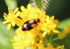 Lebia
