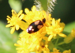 Lebia