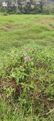 Melastoma malabathricum