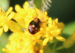 Lebia