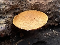 Flammulaster erinaceellus