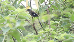 Dendrocitta formosae