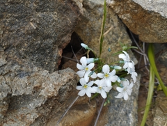 Zephyra elegans