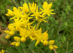 Petrosedum rupestre