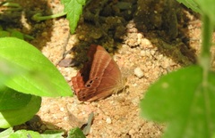 Abisara bifasciata