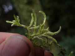 Brachythecium frigidum