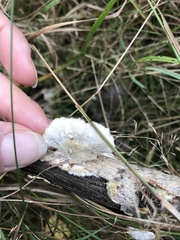 Skeletocutis amorpha