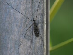 Tipula confusa
