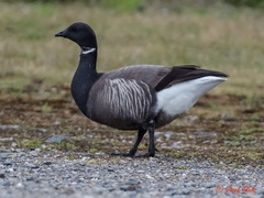 Branta bernicla
