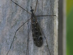 Tipula confusa