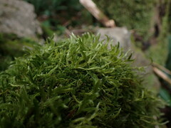 Brachythecium frigidum