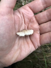 Skeletocutis amorpha