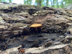 Flammulaster erinaceellus