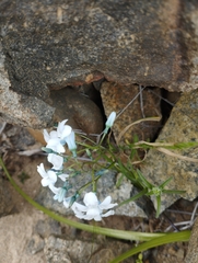 Zephyra elegans