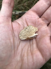 Skeletocutis amorpha