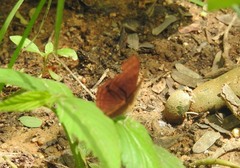 Abisara bifasciata