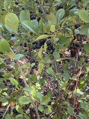 Aronia