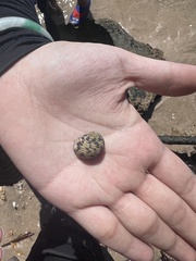 Nerita tessellata
