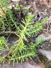 Petrosedum rupestre