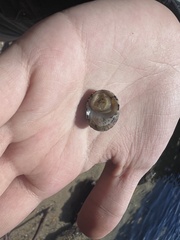 Nerita tessellata