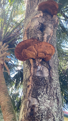 Inonotus