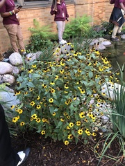 Rudbeckia triloba