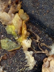 Dolichovespula maculata