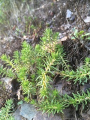 Petrosedum rupestre